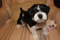 Noah, a male Miniature Schnauzer for sale in New Braunfels, TX – Photo 1 of 2