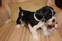 Noah, a male Miniature Schnauzer for sale in New Braunfels, TX – Photo 2 of 2