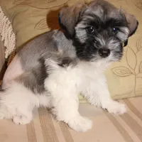 Lucy, a female Miniature Schnauzer for sale in New Braunfels, TX – Photo 1 of 2