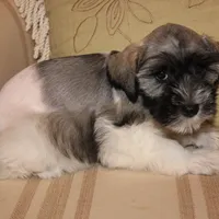 Lucy, a female Miniature Schnauzer for sale in New Braunfels, TX – Photo 2 of 2