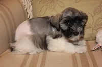 Lucy, a female Miniature Schnauzer for sale in New Braunfels, TX – Photo 2 of 2