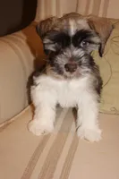Dan, a male Miniature Schnauzer for sale in New Braunfels, TX – Photo 2 of 2