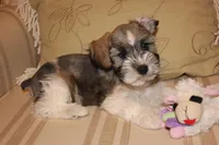 Faye, a female Miniature Schnauzer for sale in New Braunfels, TX – Photo 2 of 2