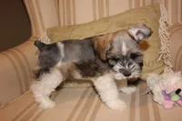 Faye, a female Miniature Schnauzer for sale in New Braunfels, TX – Photo 1 of 2