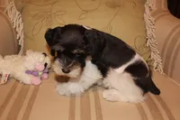 Gracie, a female Miniature Schnauzer for sale in New Braunfels, TX – Photo 2 of 2