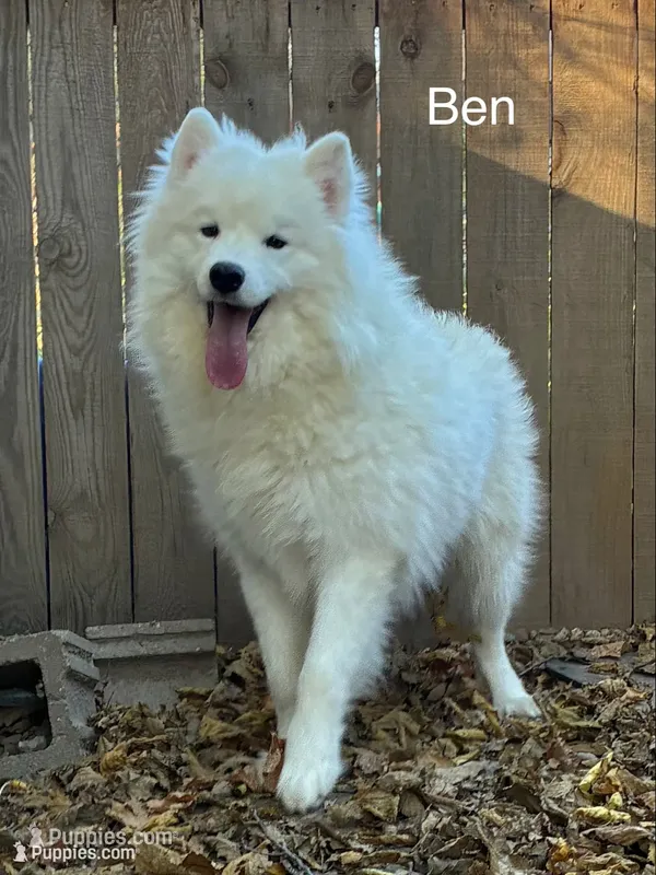 Male#1/Ben: Already neutered. – Samoyed puppy for sale in Lyons, MI