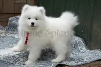 F2/Carrie, a female Samoyed for sale in Lyons, MI – 3 of 5