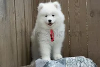 F2/Carrie, a female Samoyed for sale in Lyons, MI – 2 of 5