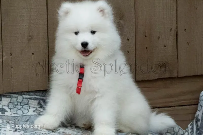 F2/Carrie, a female Samoyed for sale in Lyons, MI – 1 of 5