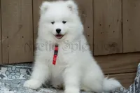 F2/Carrie, a female Samoyed for sale in Lyons, MI – 1 of 5