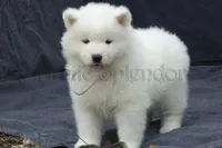 Female 4/Brenda, a female Samoyed for sale in Lyons, MI – Photo 4 of 6