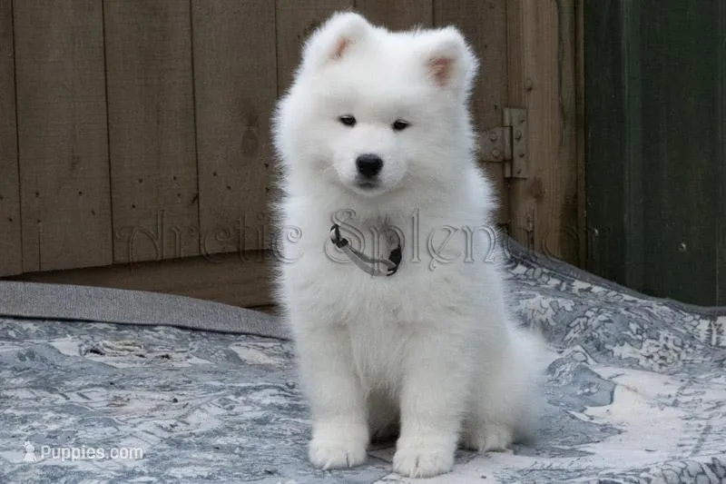 Female 4/Brenda – Samoyed puppy for sale in Lyons, MI