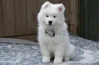 Female 4/Brenda, a female Samoyed for sale in Lyons, MI – 1 of 6