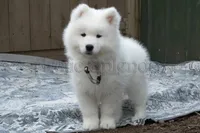 Female 4/Brenda, a female Samoyed for sale in Lyons, MI – 4 of 6