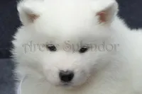 Female 4/Brenda, a female Samoyed for sale in Lyons, MI – Photo 3 of 6