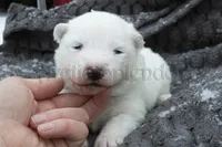 Female 4, a female Samoyed for sale in Lyons, MI – Photo 1 of 4