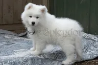 Female 4/Brenda, a female Samoyed for sale in Lyons, MI – 3 of 6