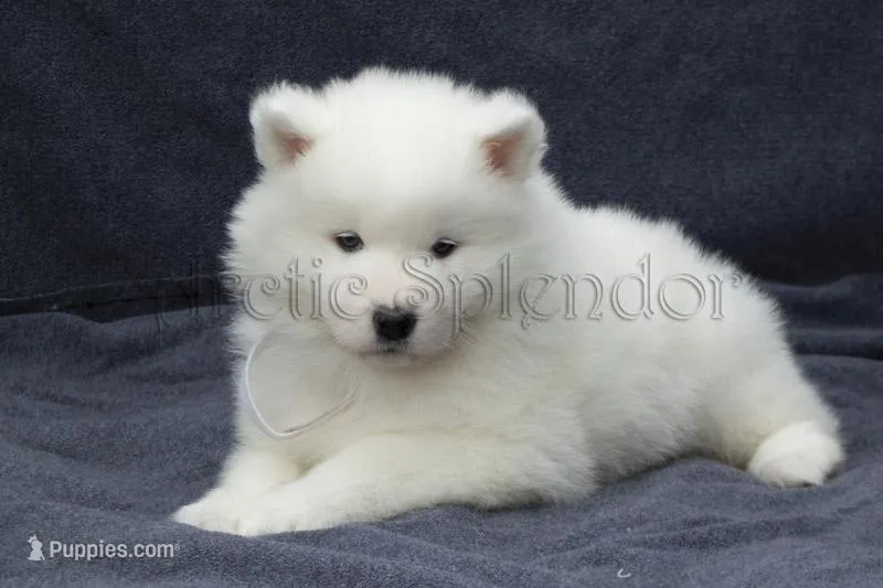 Female 4 – Samoyed puppy for sale in Lyons, MI