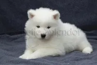 Female 4/Brenda, a female Samoyed for sale in Lyons, MI – Photo 1 of 6