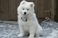 Female 4/Brenda, a female Samoyed for sale in Lyons, MI – 2 of 6