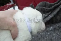 Female 4, a female Samoyed for sale in Lyons, MI – Photo 2 of 4