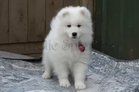 Female 1/Barbie, a female Samoyed for sale in Lyons, MI – Photo 5 of 6