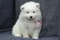 Female 1/Barbie, a female Samoyed for sale in Lyons, MI – Photo 2 of 6