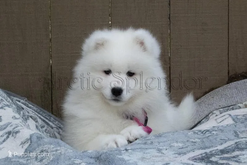 Female 1/Barbie – Samoyed puppy for sale in Lyons, MI
