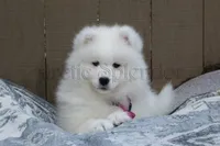 Female 1/Barbie, a female Samoyed for sale in Lyons, MI – Photo 1 of 6