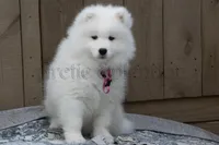 Female 1/Barbie, a female Samoyed for sale in Lyons, MI – Photo 2 of 6
