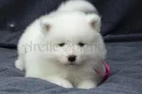 Female 1/Barbie, a female Samoyed for sale in Lyons, MI – Photo 4 of 6