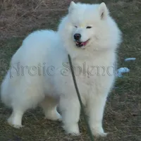 Female 1/Barbie, a female Samoyed for sale in Lyons, MI – Photo 6 of 6
