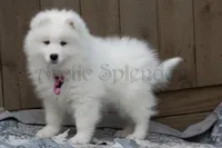 Female 1/Barbie, a female Samoyed for sale in Lyons, MI – Photo 6 of 6