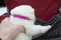 Female 1, a female Samoyed for sale in Lyons, MI – Photo 3 of 3