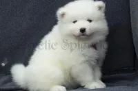 Female 1/Barbie, a female Samoyed for sale in Lyons, MI – Photo 3 of 6