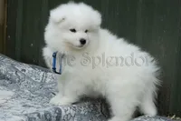 Bill, a female Samoyed for sale in Lyons, MI – Photo 4 of 6