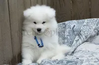 Bill, a female Samoyed for sale in Lyons, MI – Photo 3 of 6