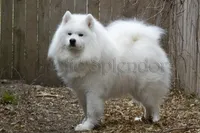 Bill, a female Samoyed for sale in Lyons, MI – Photo 6 of 6
