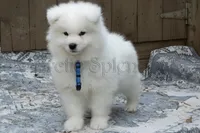 Bill, a female Samoyed for sale in Lyons, MI – Photo 2 of 6