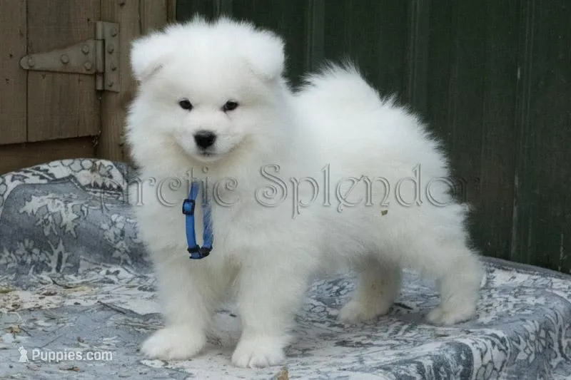Bill – Samoyed puppy for sale in Lyons, MI
