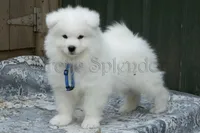 Bill, a female Samoyed for sale in Lyons, MI – Photo 1 of 6