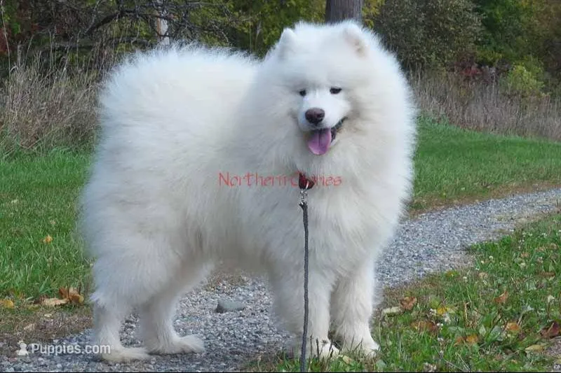 Male 1/Carter – Samoyed puppy for sale in Lyons, MI