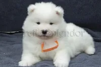 Female 5/Brittany, a female Samoyed for sale in Lyons, MI – Photo 2 of 6