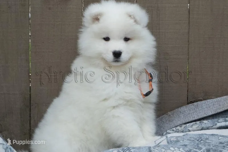 Female 5/Brittany – Samoyed puppy for sale in Lyons, MI