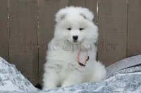 Female 5/Brittany, a female Samoyed for sale in Lyons, MI – Photo 5 of 6