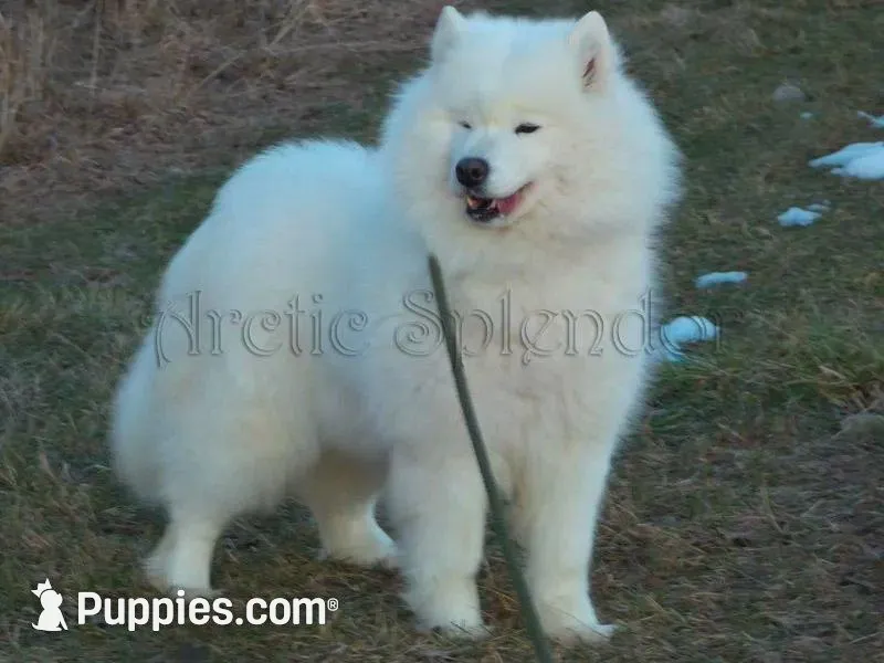 Male 2/Bill, a male Samoyed for sale in Lyons, MI – Photo 3 of 4