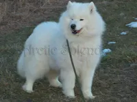 Female 5, a female Samoyed for sale in Lyons, MI – Photo 3 of 4