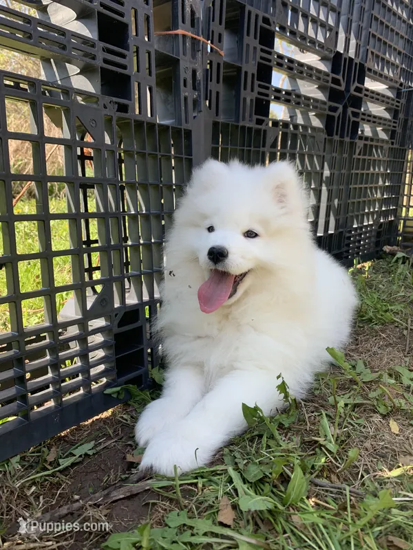 Male 2/Bill – Samoyed puppy for sale in Lyons, MI