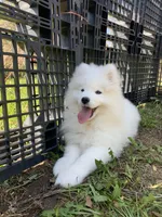 Male 2/Bill, a male Samoyed for sale in Lyons, MI – Photo 1 of 4