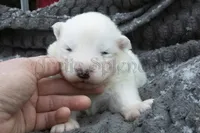 Female 5, a female Samoyed for sale in Lyons, MI – Photo 1 of 4